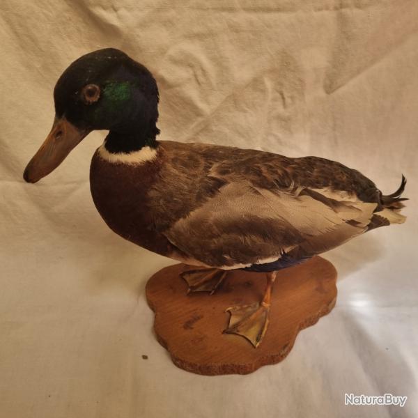 Taxidermie Canard Colvert