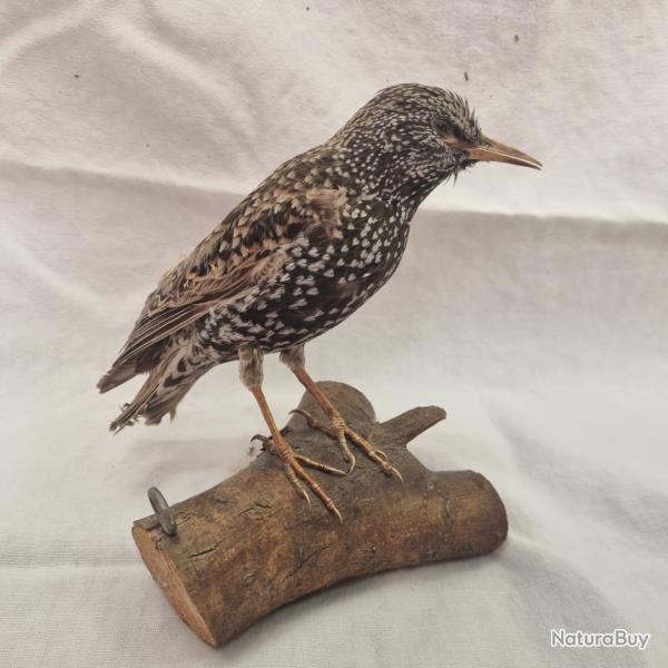 Taxidermie �tourneau tachet�