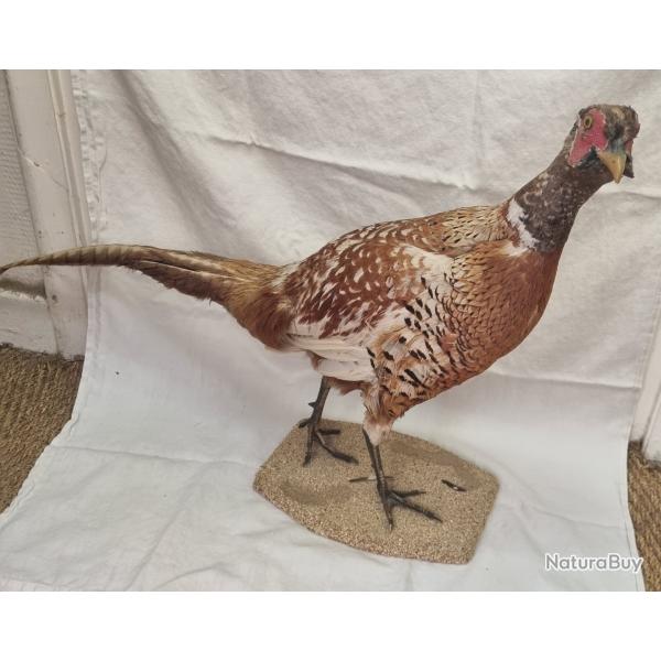 Taxidermie Faisan commun europ�en