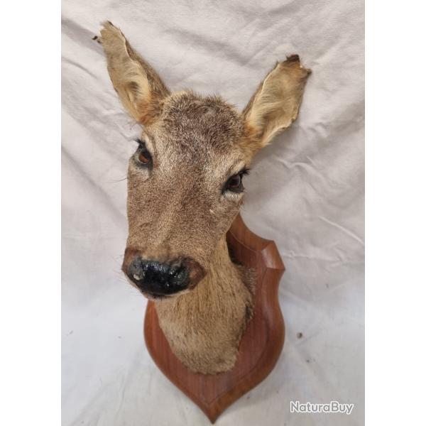 Taxidermie troph�e de chevreuil femelle