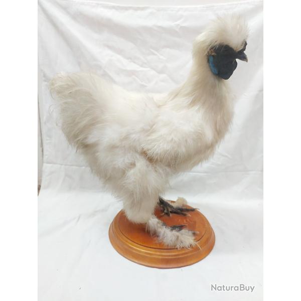 Taxidermie d'un coq N�gre Soie blanc