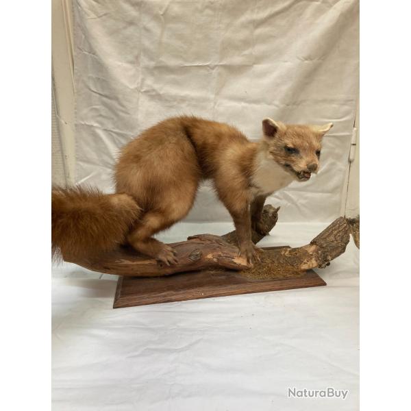 Taxidermie d'une fouine (ou marthe) sur socle bois