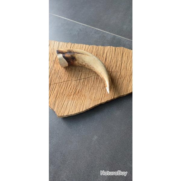 D�fense de phacoch�re