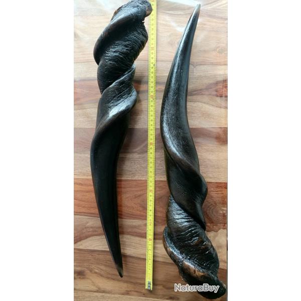 Paire de cornes d'antilopes