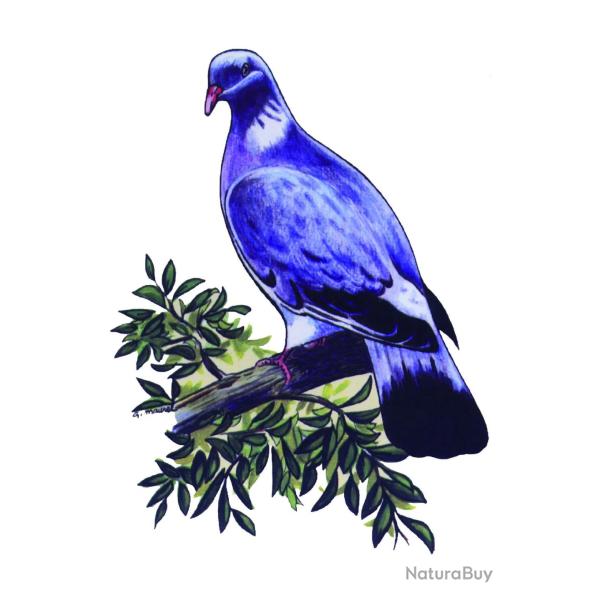 Autocollant couleur pour voiture 21x30cm Colvert