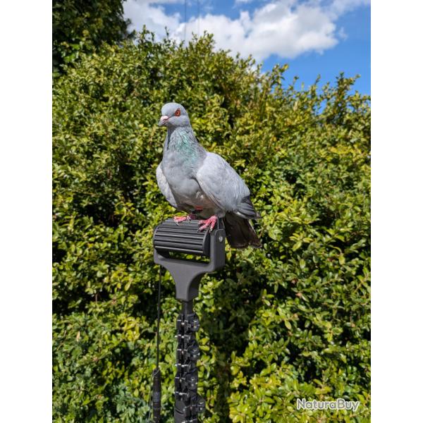 Kit rouleau pour la chasse du pigeon Ramier/Palombe