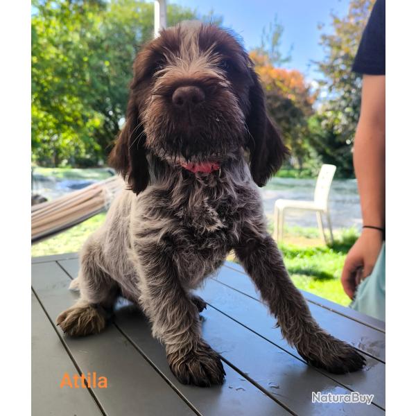 Chiots m�les Griffon Korthals