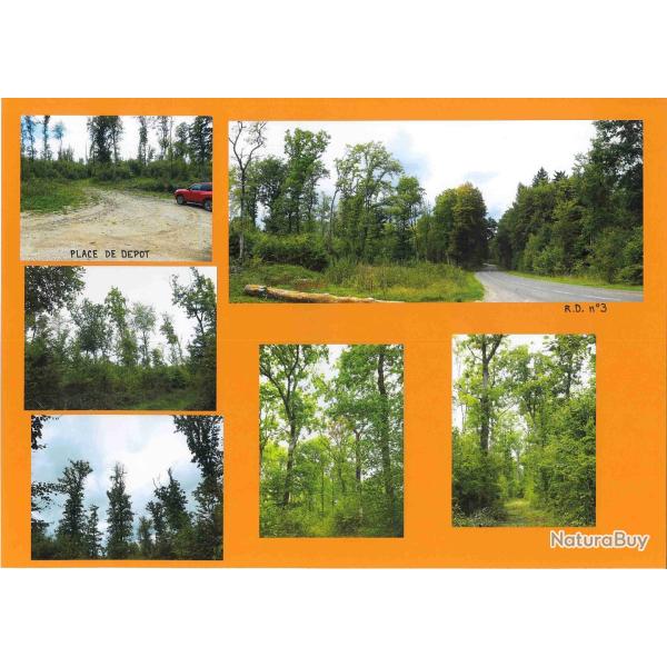 20,8935 ha - FOR�T DES GRANDS BOIS - ( 52 ) - HAUTE - MARNE