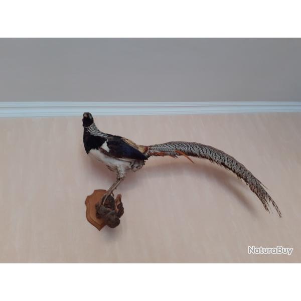 FAISAN SUR BRANCHE EN BOIS