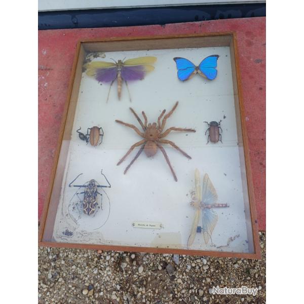 S�rie de Papillons et autres Exotiques