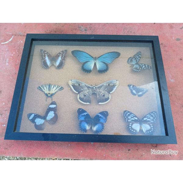 S�rie de Papillons Exotiques