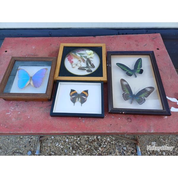 S�rie de Papillons Exotique