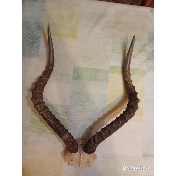 Troph�e de chasse d'un impala Botswana