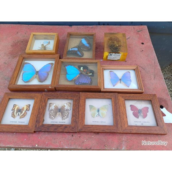 S�rie de Papillons Exotiques et Autres