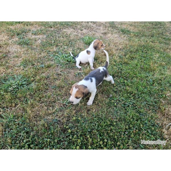 Cde chiots femelles beagles Elisabeth