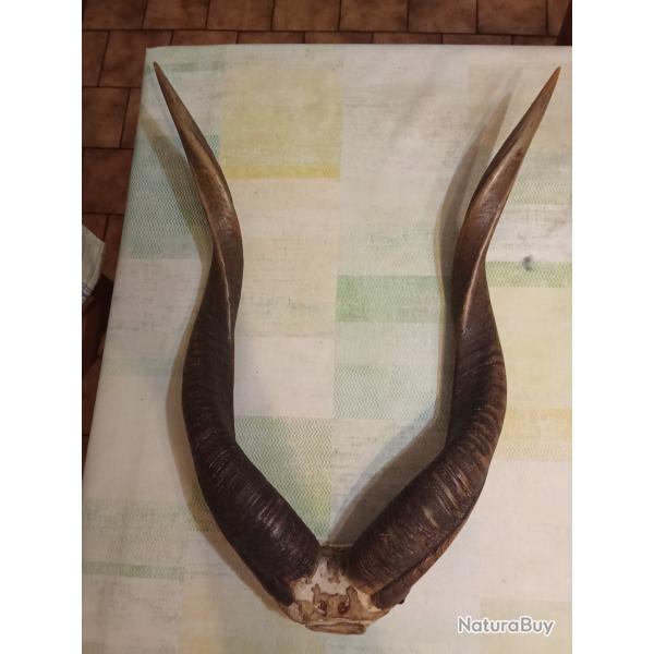 Trophe de chasse d'une antilope sitatunga Congo