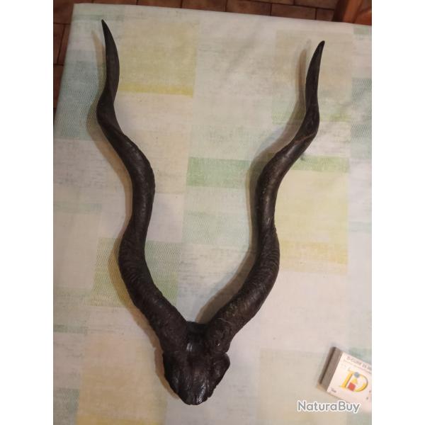 Trophe de chasse d'une antilope petit koudou Somalie
