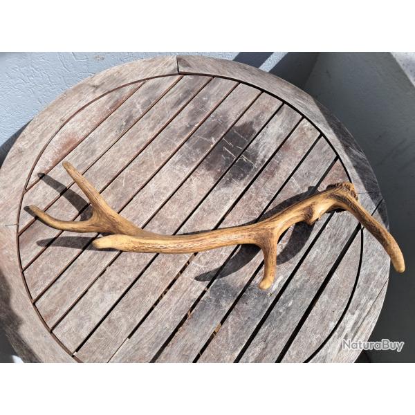 Bois de cerf laphe 6 cors ; Cervus elaphus #0209(1)