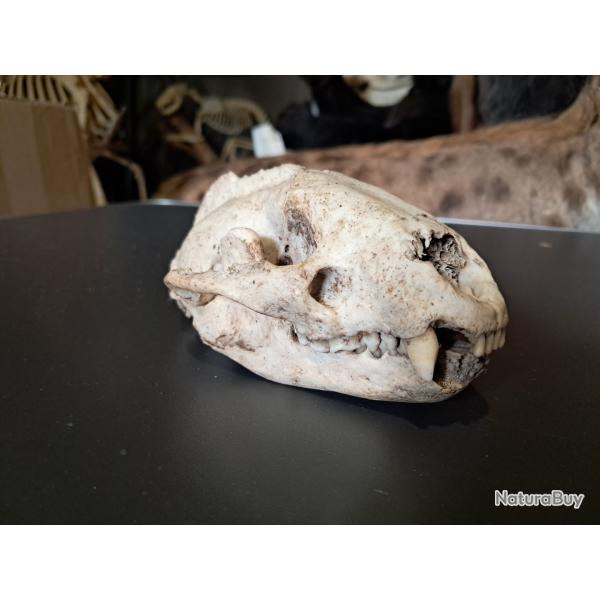 Cr�ne de blaireau europ�en #2