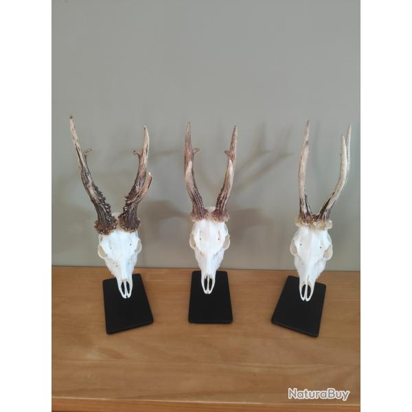 Support, socle troph�e de brocard(taxidermie)  nouveau finition thermolaqu�e