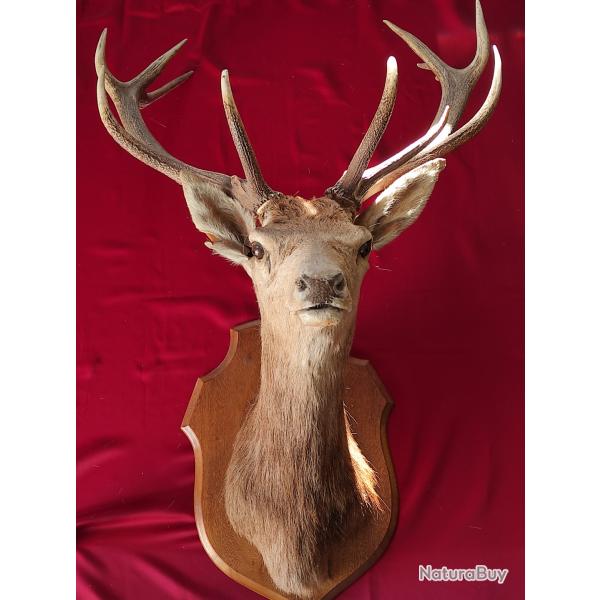 Trophe tte de cerf naturalise