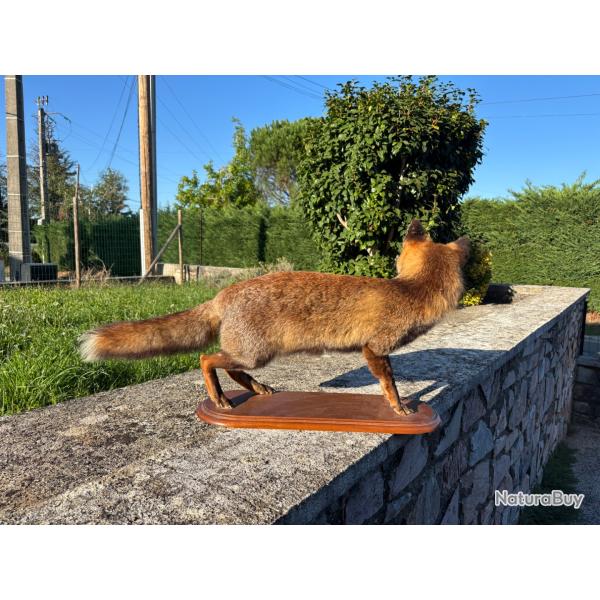 Renard Naturalis