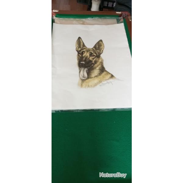 Lithographie signe et justifie Lon Danchin d'un berger allemand