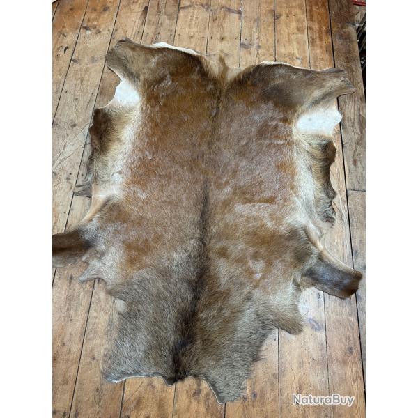 Peau de cerf 12 cors