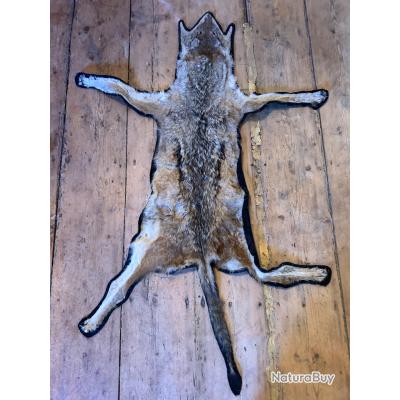 Peau de renard argenté - Taxidermie de l'estrie