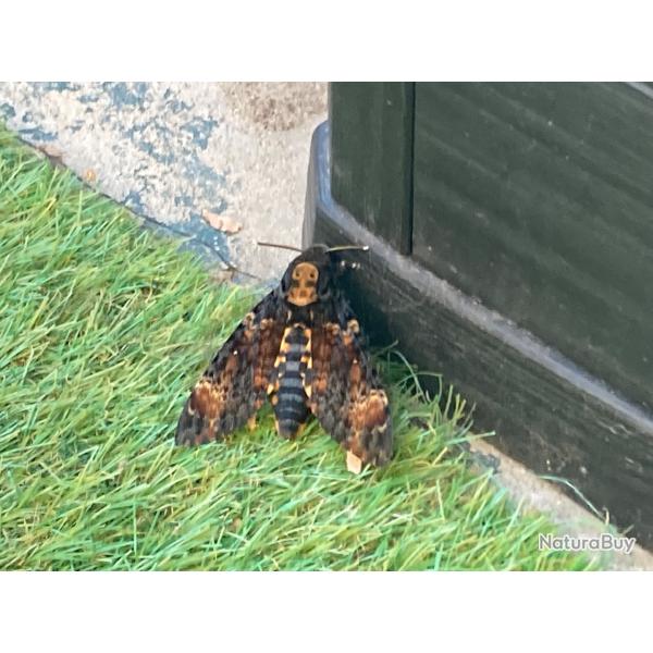 Sphinx � t�te de mort