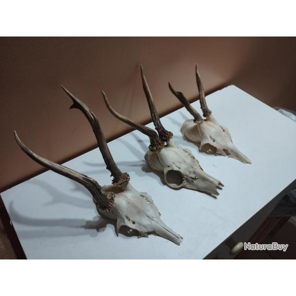 3 TROPHEE DE CHEVREUIL BROCARD TAXIDERMIE CHASSE