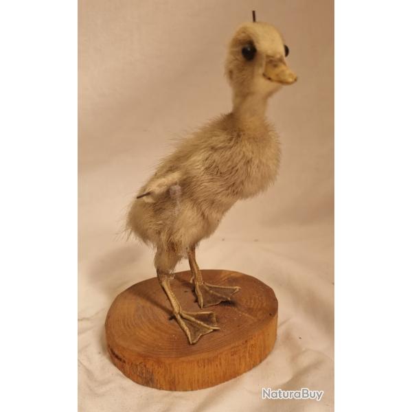 Caneton ou oison naturalis sous cloche