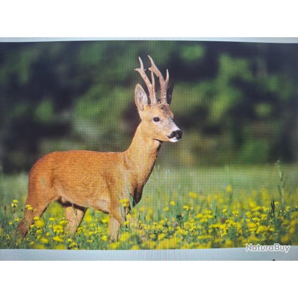 Recherche bracelets chevreuils a l'approche.