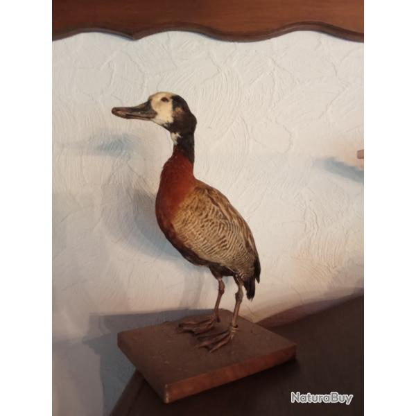 Deux dandrocygnes veufs empaill�s