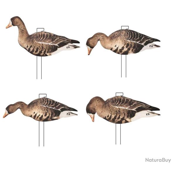 Formes de 12 Silhouettes d'oies rieuses Last Pass Final Approach