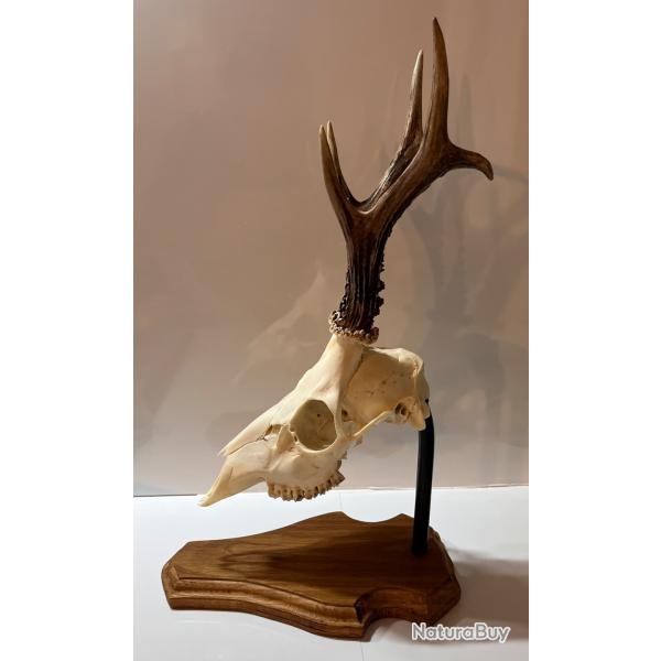 �cusson socle pour brocard