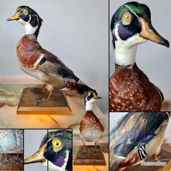 Canard Colvert (Anas platyrhynchos) socl�