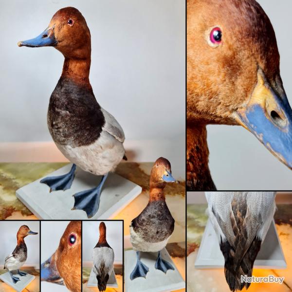 Fuligule milouin (Aythya ferina) socl�