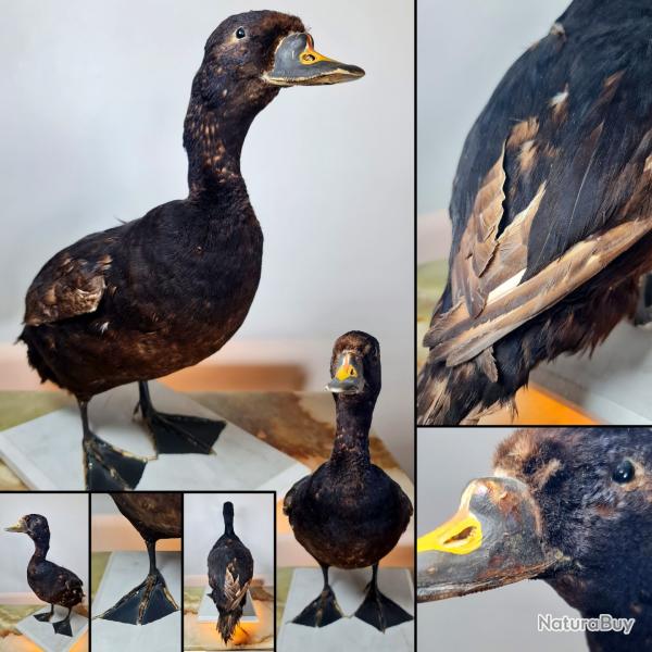 MACREUSE NOIRE (Melanitta nigra) socl�