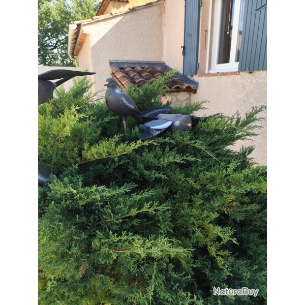 Lot de 5 formes pigeon