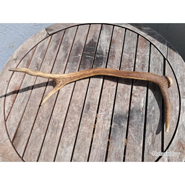 Bois de cerf �laphe ; Cervus elaphus #0209(3)