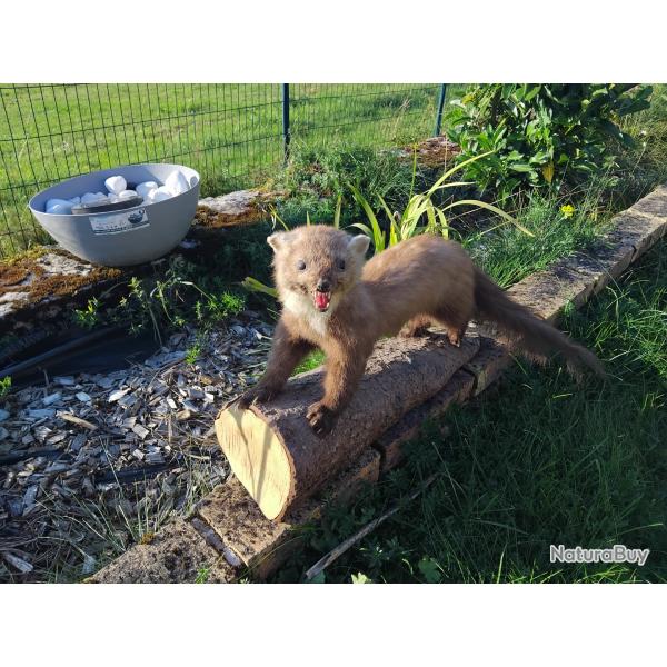 Fouine empaill�e ann�es 70