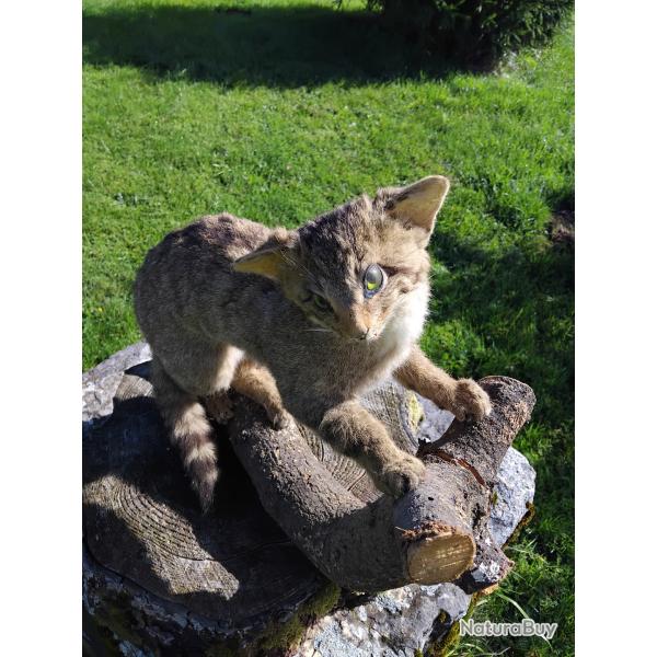 Chat forestier (sauvage) naturalis� ann�es 70