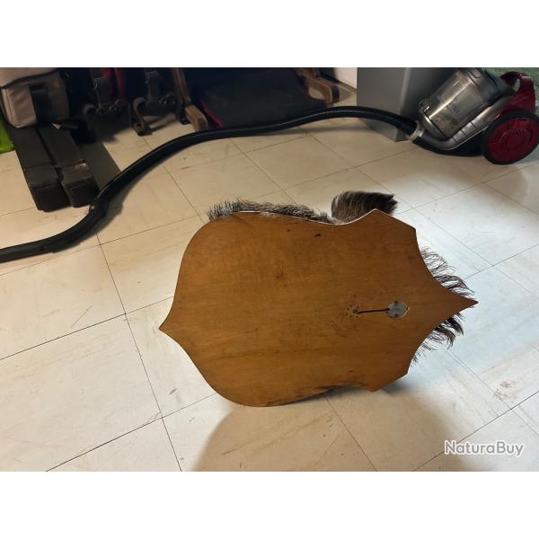 T�te de sanglier naturalise