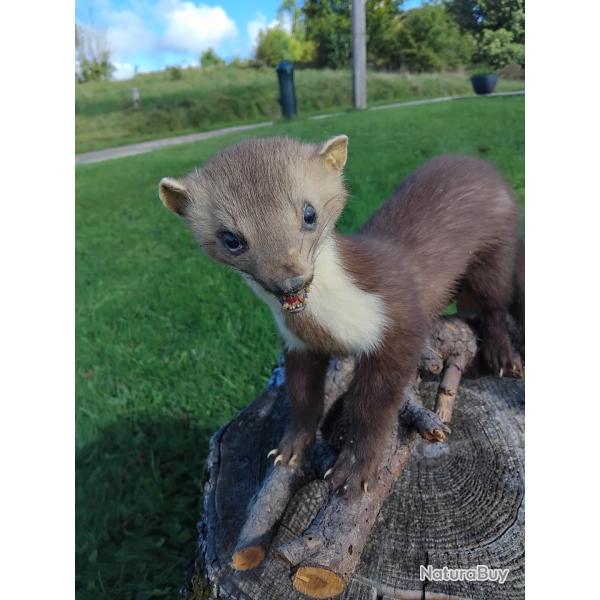 Fouine empaill�e ann�es 80