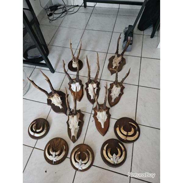 Troph� chevreuils et sangliers