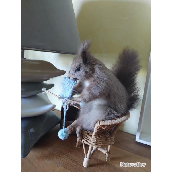 �cureuil empaill� ann�es 70 qui tricote