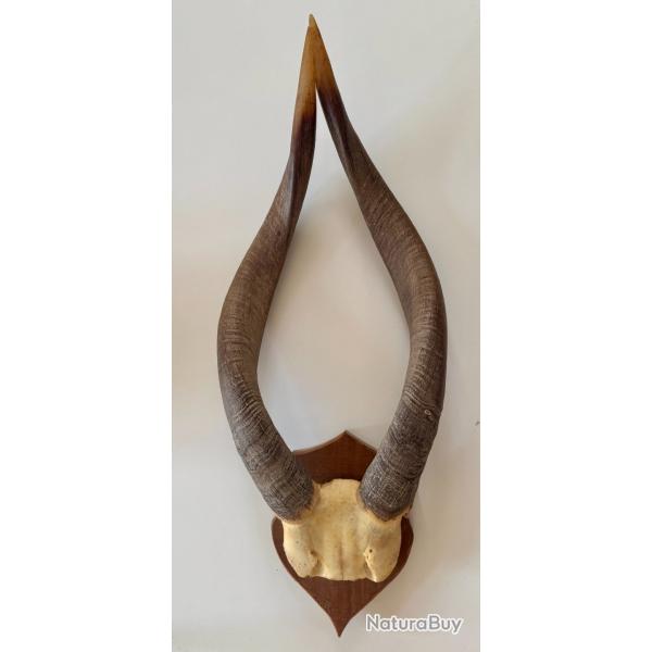 Troph�e massacre africain antilope Sitatunga 50cm