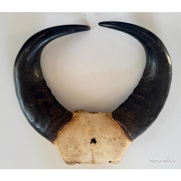 Troph�e massacre Buffle africain 40 cm