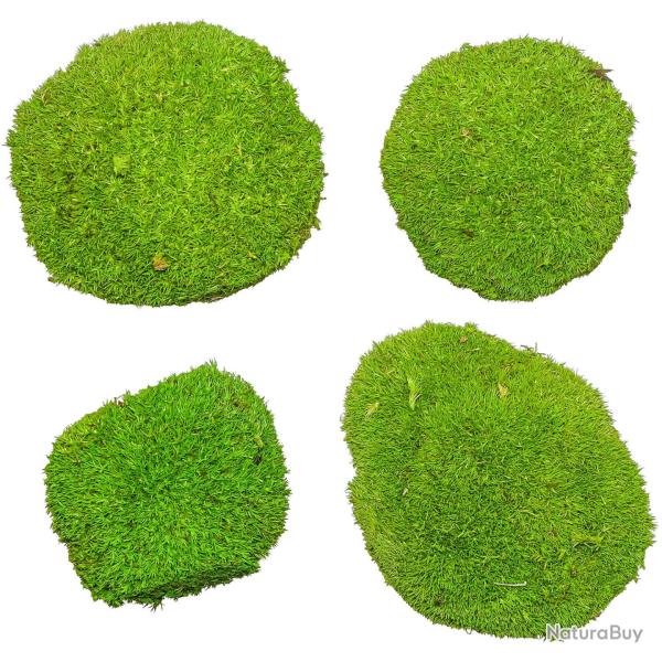 Mousse naturelle stabilis�e forme arrondie - Vert clair - Lot de 4